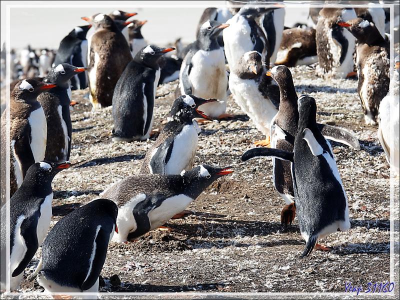 Manchots papous : autant ils sont mignons en dehors de la manchotière, autant ils sont chamailleurs en groupe - The Neck (Le Cou) - Saunders Island - Falkland (Malvinas, Malouines) - Grande-Bretagne
