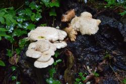 La randonnée du 8 septembre à Courseulles