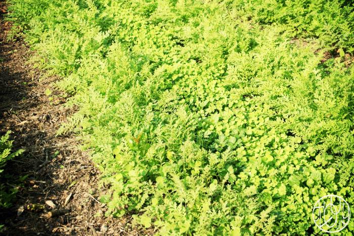 Le potager du Terrier - fin du printemps 2016
