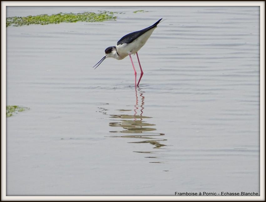 Echasse blanche - Mai 2018