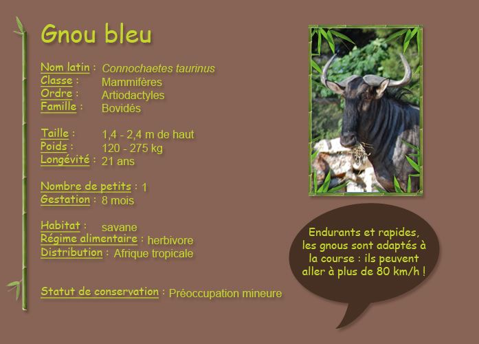 Gnou bleu