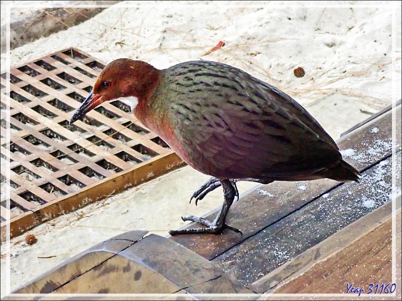 03/11/2019 : la plongée consistant en des épreuves d'orientation sous-marine avec compas, pas de photos - Râle de Cuvier, White-throated Rail (Dryolimnas cuvieri) - Tsarabanjina - Mitsio - Madagascar