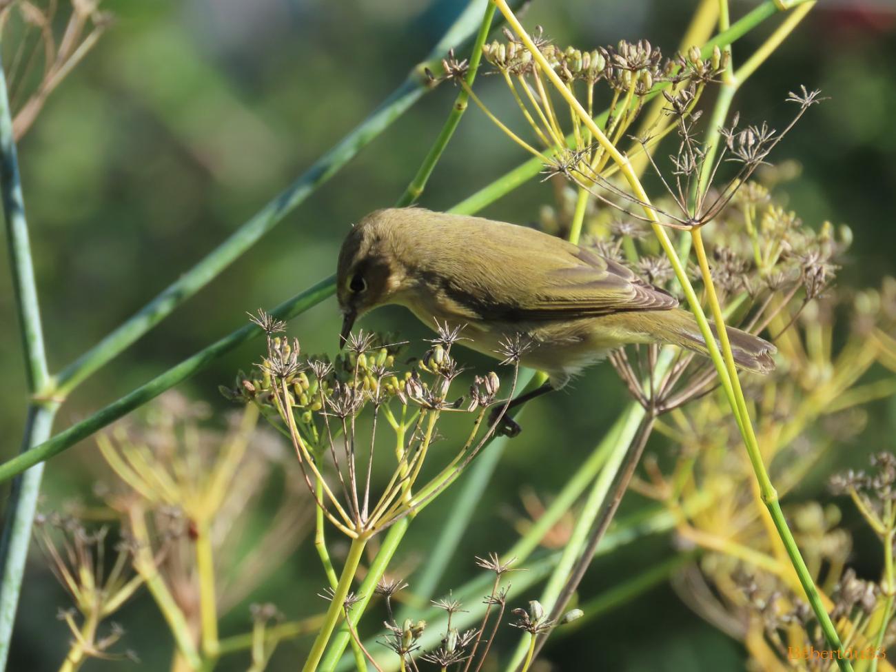 un oiseau dans le jardin 