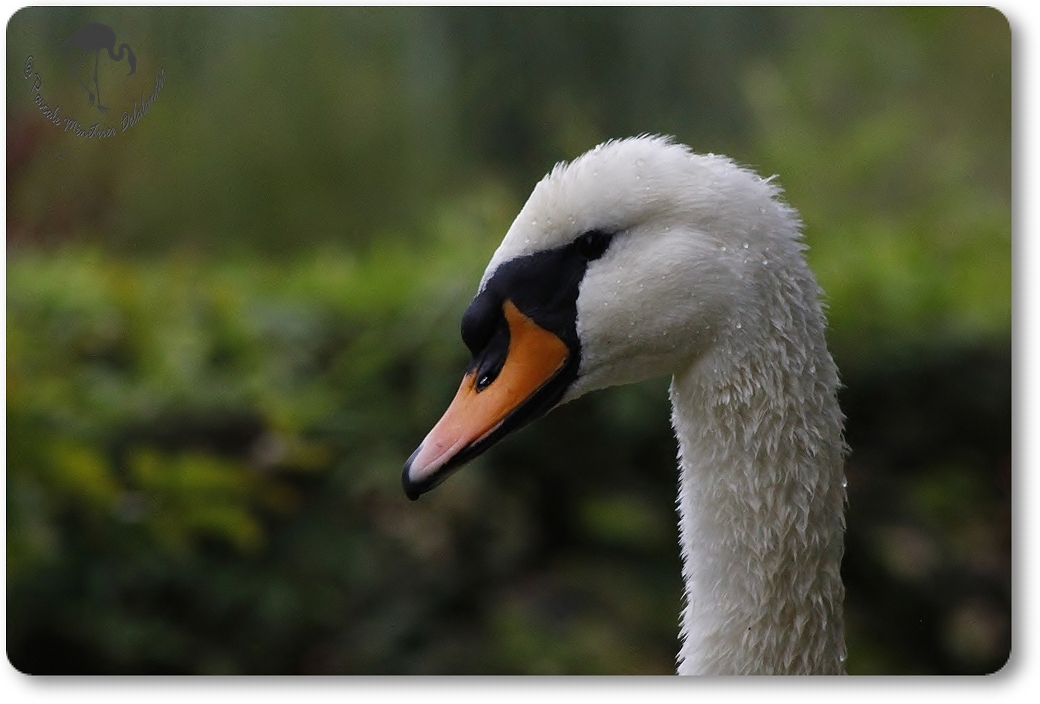 Cygne tuberculé...