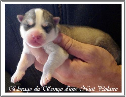 Femelle 2 (2 jours)