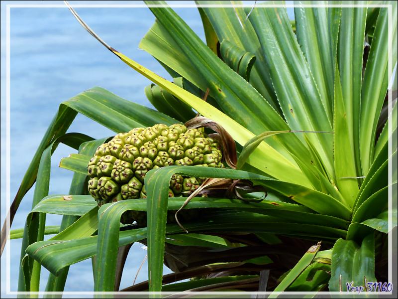 Fruit de pandanus - Raiatea - Polynésie frnaçaise