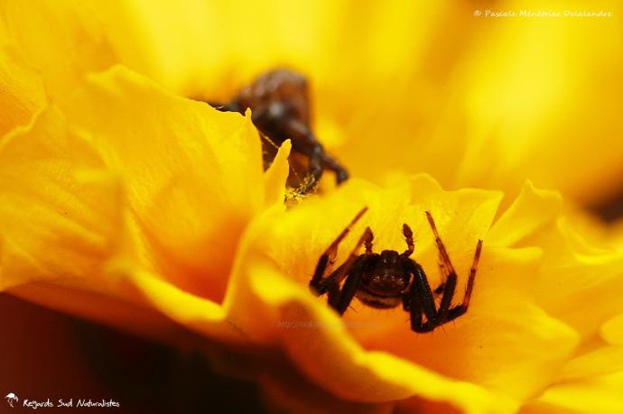 Synema globosum
