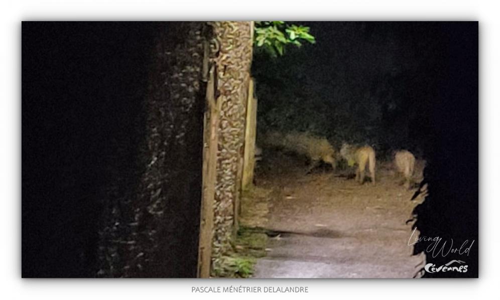 4 Loups gris