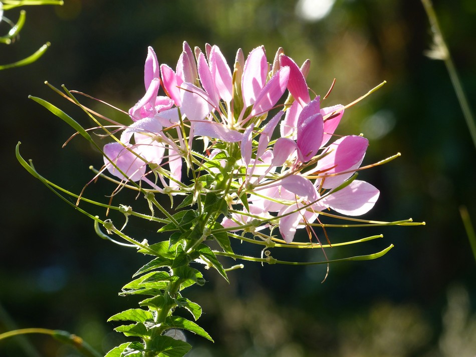 Il a un long bec ...