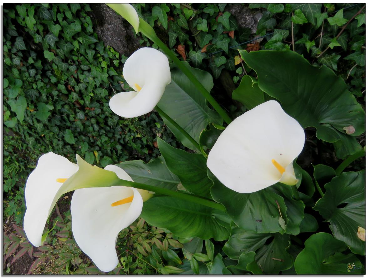 ENTRE  DEUX  AVERSES  AU  JARDIN 
