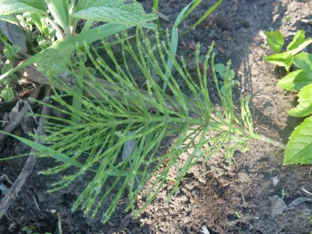 "Recettes" ... pour le jardin