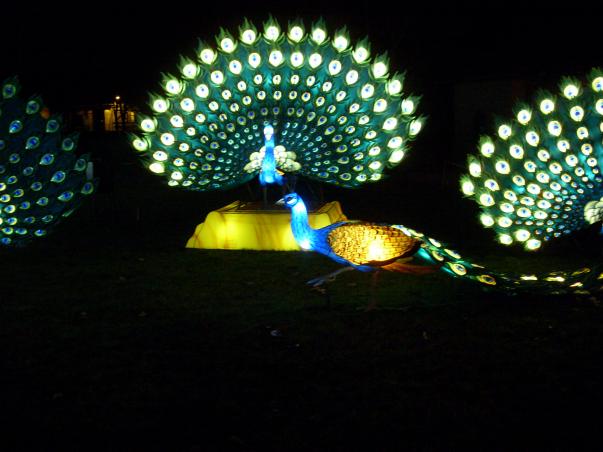 Festival des Lanternes à GAILLAC 81