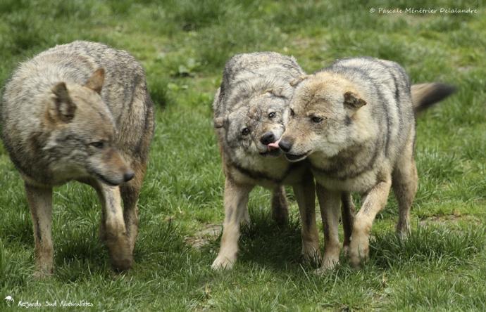 Loup gris (Linnaeus 1758) - Canis lupus