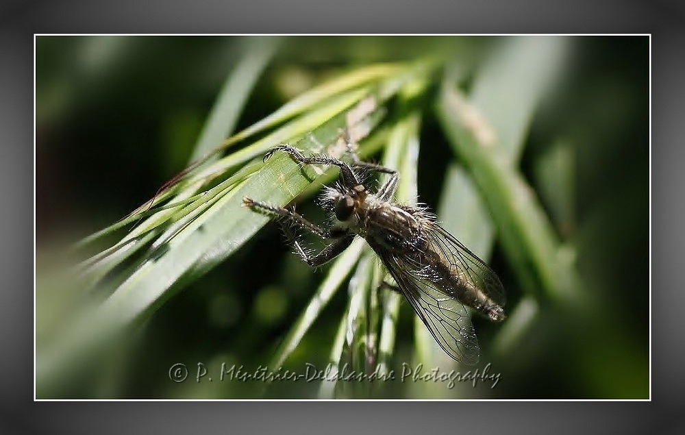 Empis tesselata...