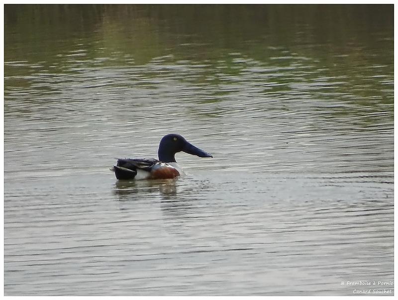 Canard souchet 