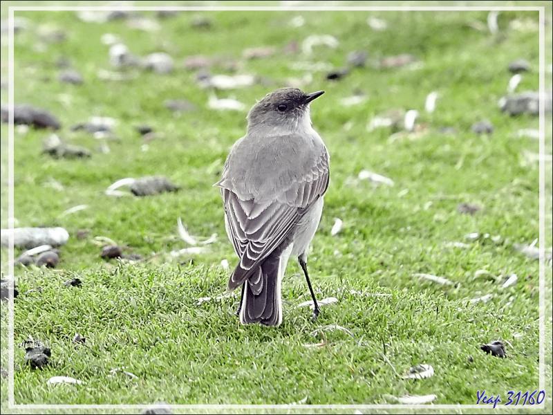 Dormilon bistré, Dark-faced Ground Tyrant (Muscisaxicola maclovianus) - Grave Cove - West Falkland (Malvinas, Malouines) - Grande-Bretagne