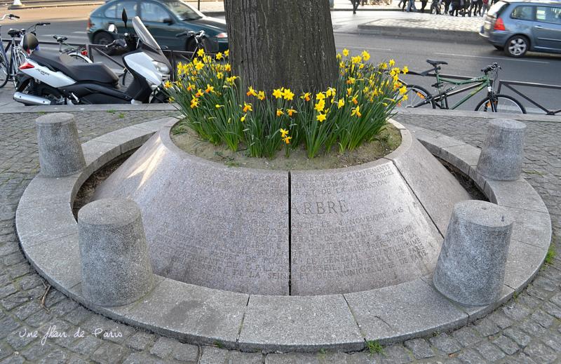 Le tilleul de la Libération, Place de la Bataille de Stalingrad - Paris 19e