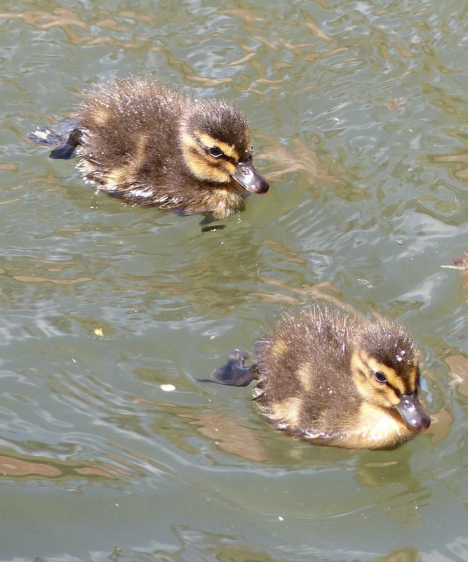 Majots, Engoulvent, Motte