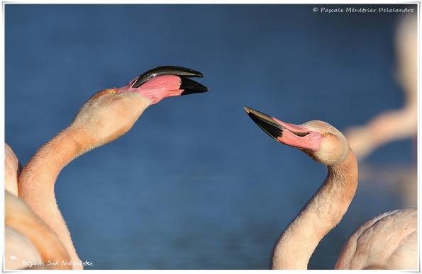 Baisers de Flamants roses
