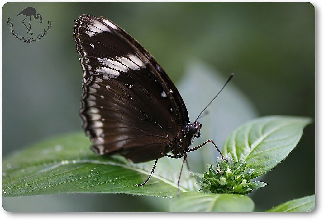 Chilasa clytia - Australie - Papilionidae