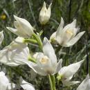 Index illustré orchidées