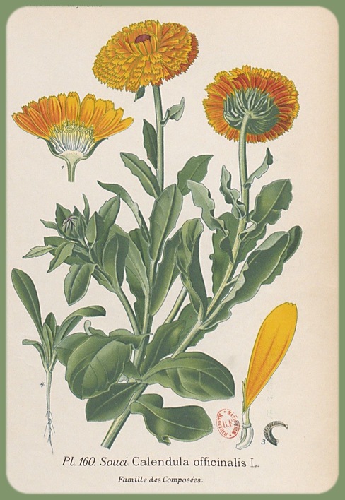 Fleurs cultivées : Souci