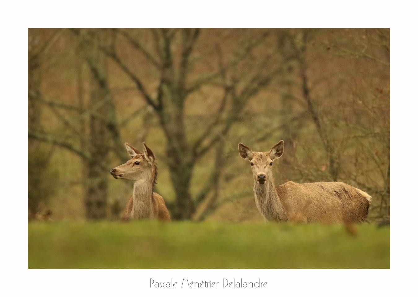 Biches élaphes (Landes de Gascogne)