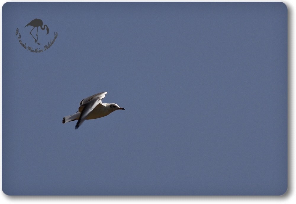 Mouette rieuse...