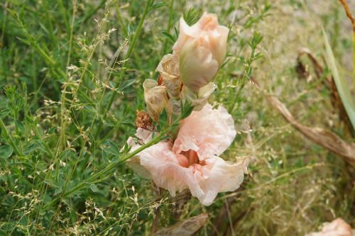 Les iris de Bourdillon