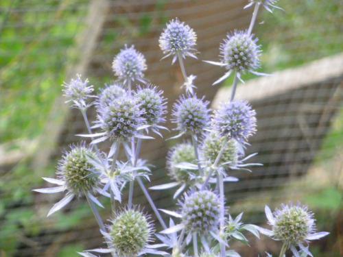 Fleurs cultivées : Panicaut