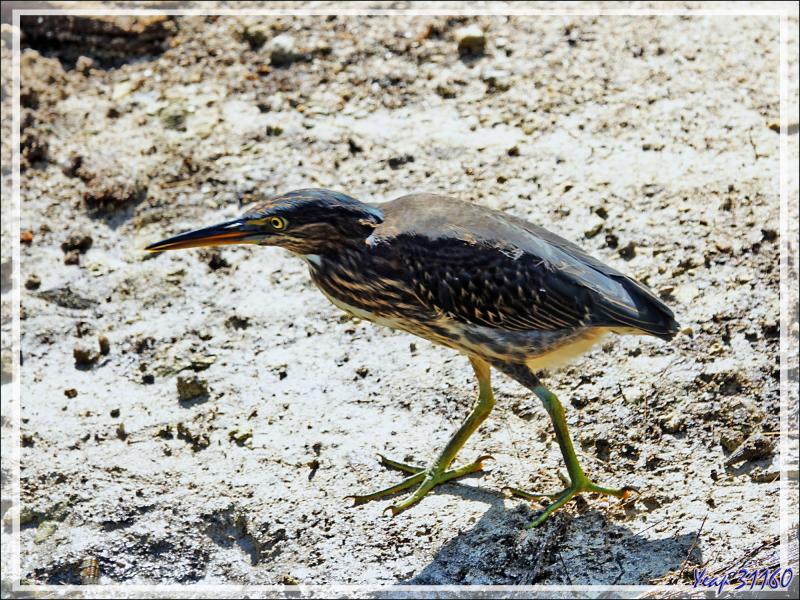 14/12/2021(suite) : l'après-midi de la seconde journée à Silhouette Island se poursuit entre observations d'oiseaux, promenade aux alentours de l'hotel et baignades - Seychelles