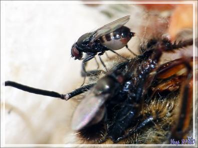Insectes commensaux sur une proie de l'Araignée crabe Thomise enflée (Thomisus onustus) - Originaire de La Couarde - Île de Ré - 17