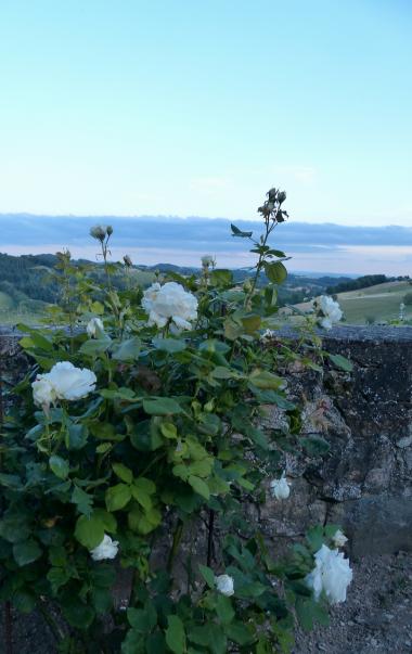Symphonie en roses !