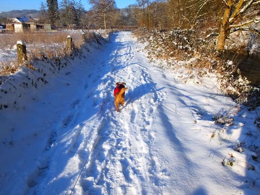 Les animaux et la neige