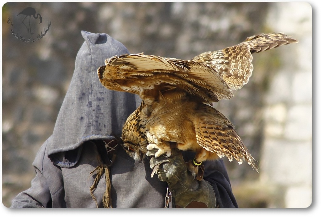Hibou Grand Duc...