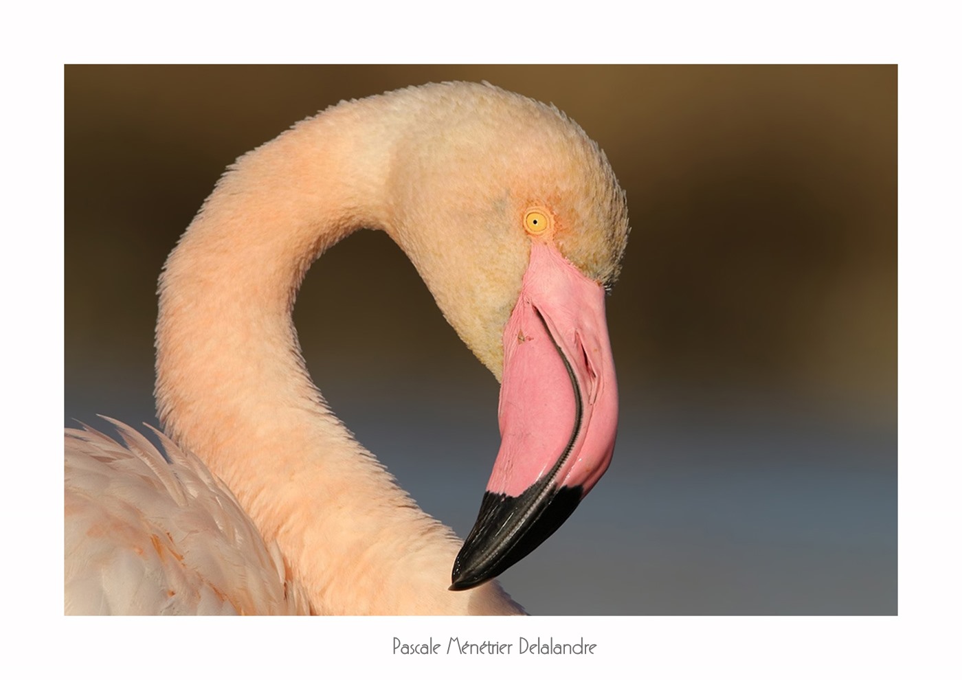 Flamants roses du Méjean