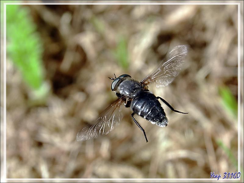 Le vol stationnaire de la mouche Syrphe (Paragus pecchiolii) - Lartigau - Milhas -31