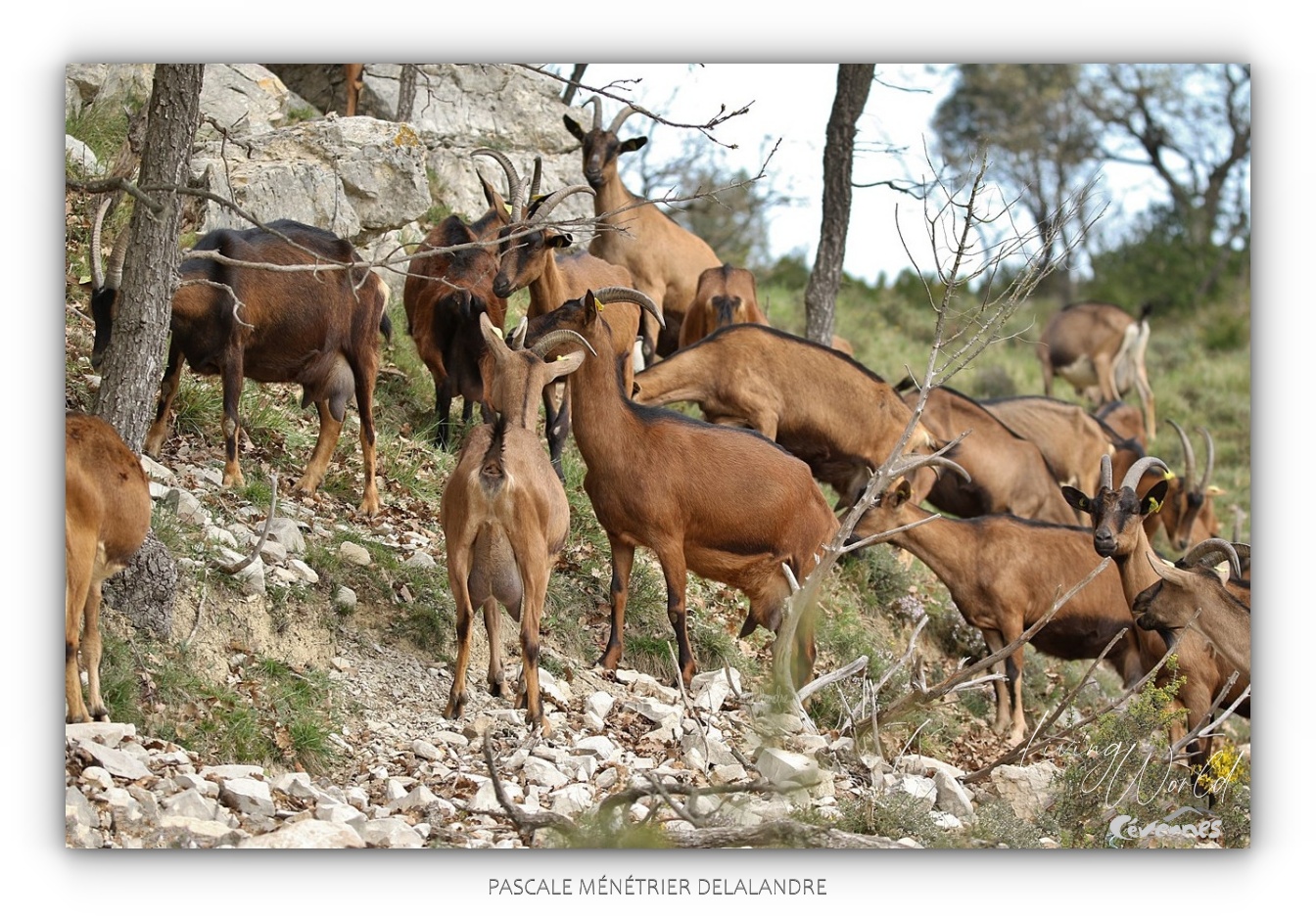 La diversité en Cévennes...