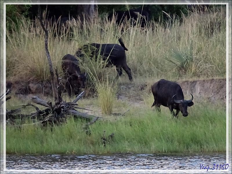 Buffle noir, African buffalo (Syncerus caffer) - Fleuve Zambèze - Zimbabwe