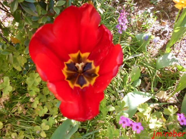 Jardin d'ornement que faire en Avril ?