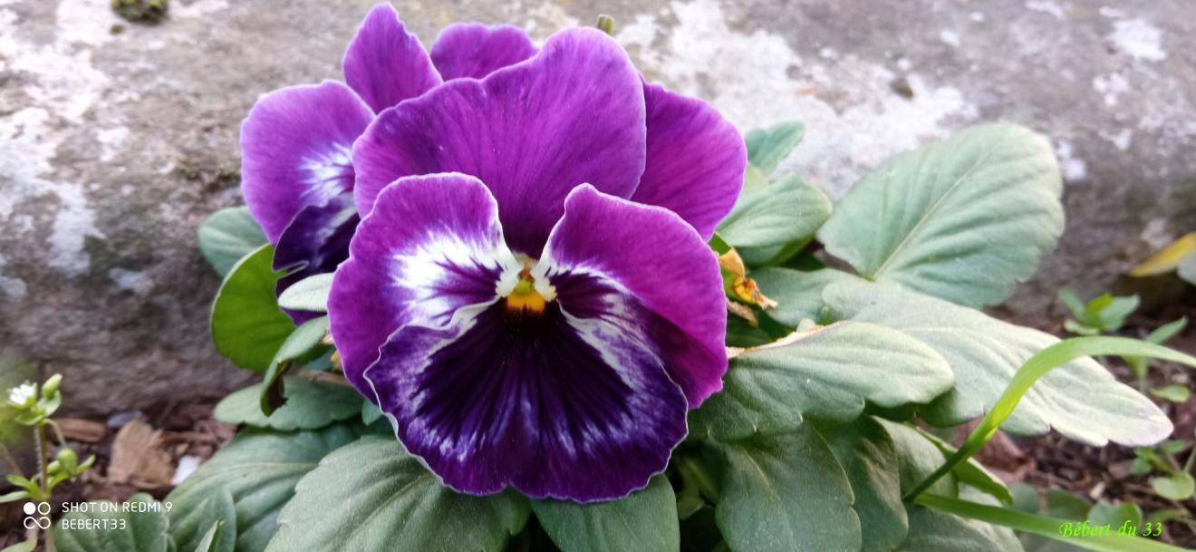 les fleurs du moment
