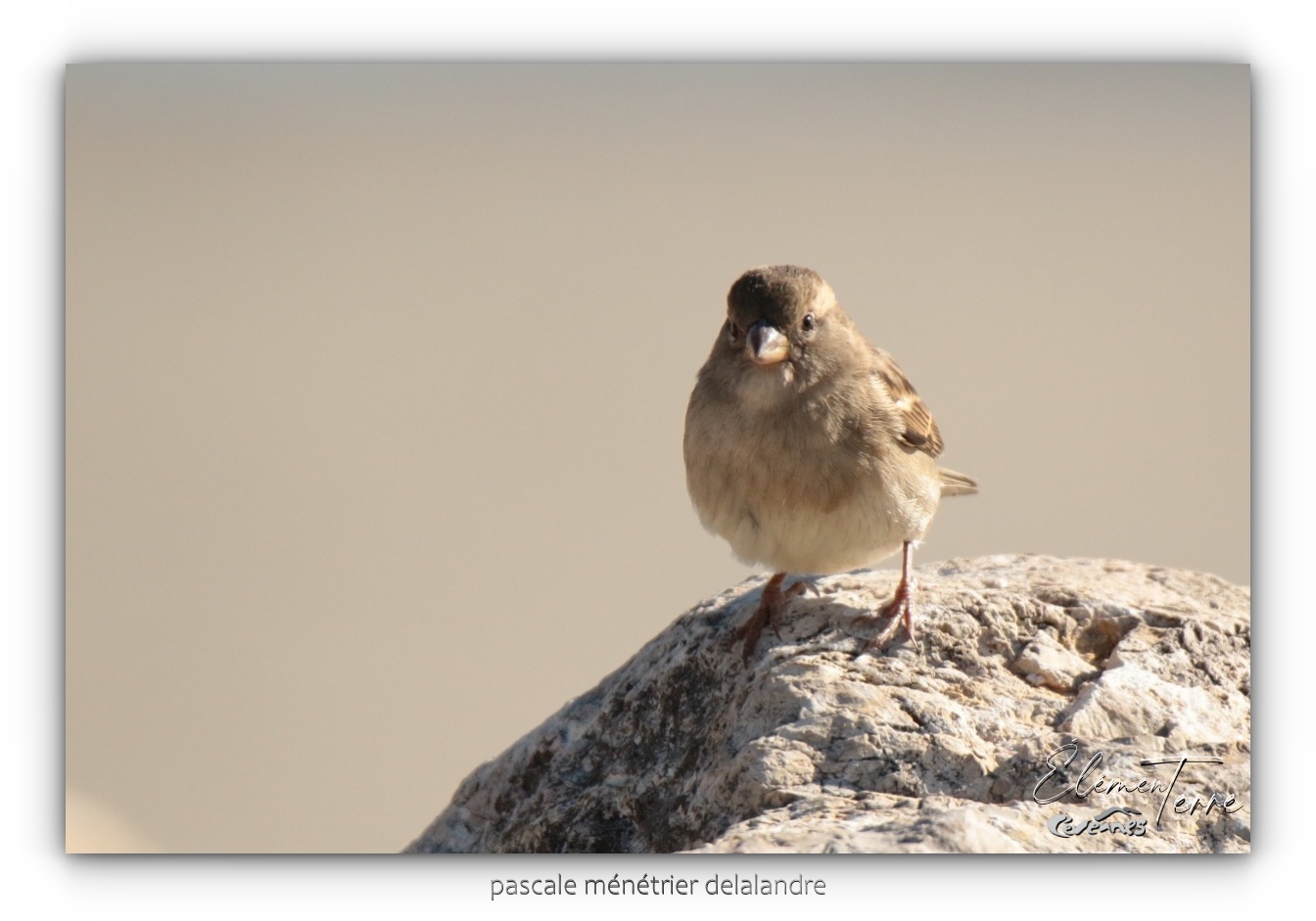 Moineaux domestiques