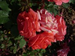 Un dimanche au parc  ... 