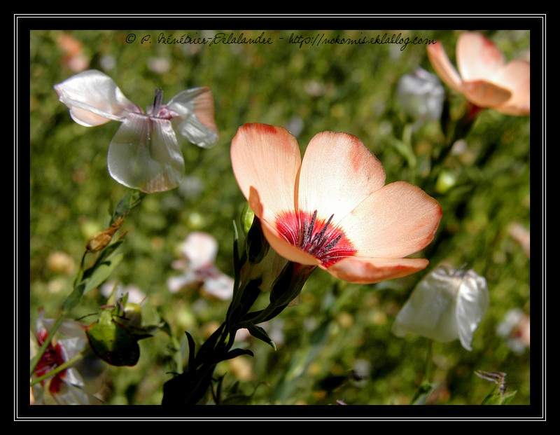 En fleur ou sèche...