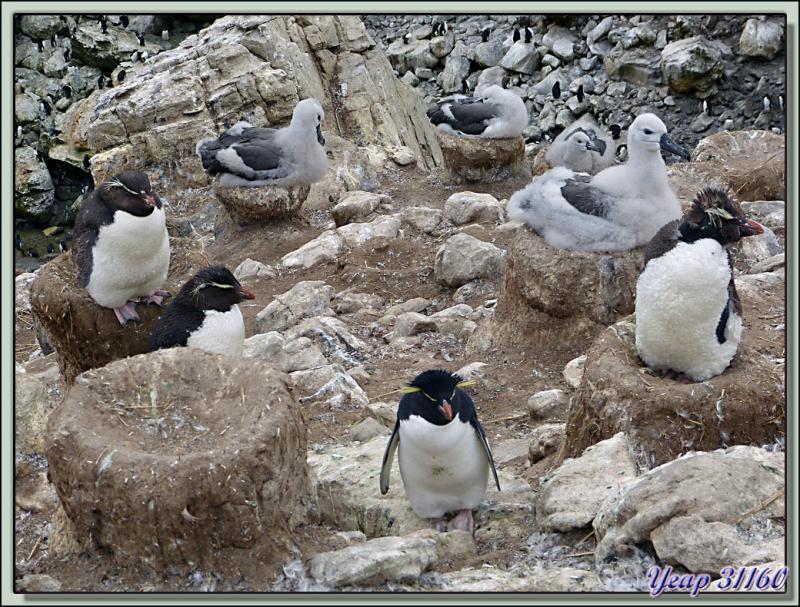 Albatros à sourcils noirs (Thalassarche melanophris) - New Island - Falkland Islands, Iles Malouines, Islas Malvinas