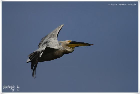 Pélican dans le ciel de Camargue