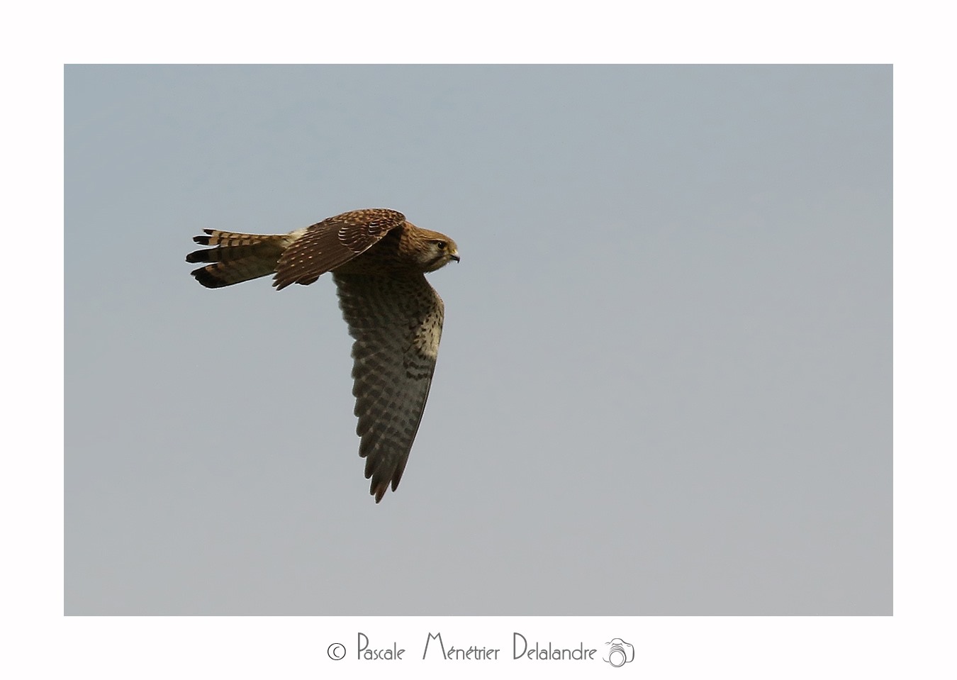 Faucon crécerelle ♀ & ♂ en nuptial