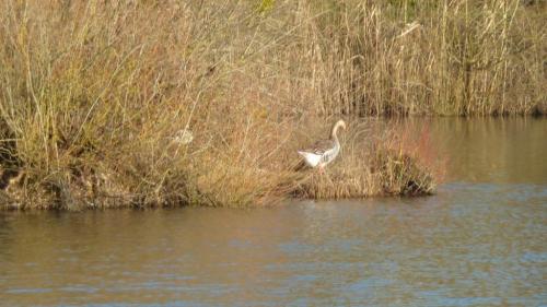 "Baladouce" - Mardi 26 janvier 2016