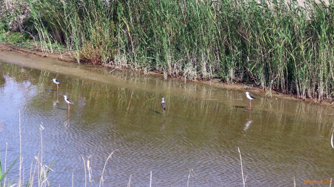 le parc naturel de l'Ebre