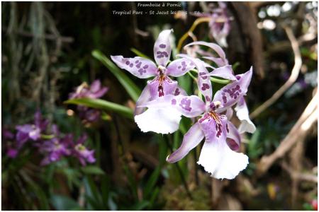 Tropical Parc St Jacut les Pins - 56 -